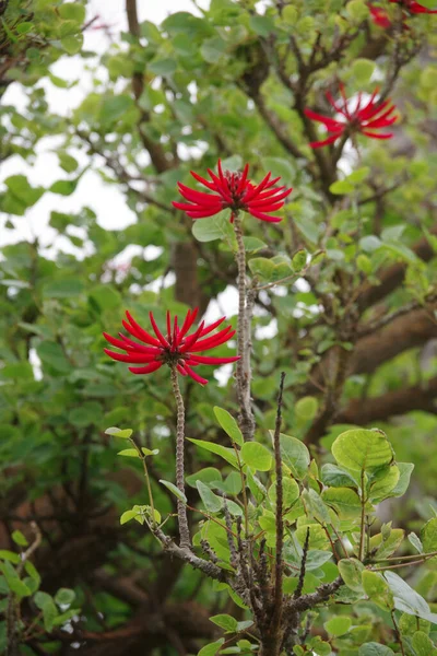 Close Uitzicht Van Een Koraal Boom Bloesem Een Mistige Zomer — Stockfoto