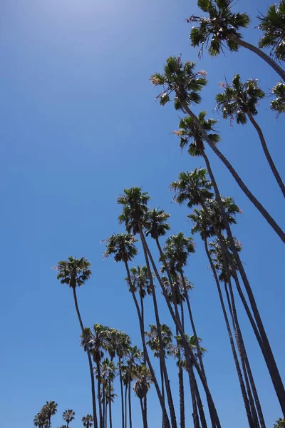 Alto California Abanico Palmeras Bajo Brillante Azul Cielo Soleado —  Fotos de Stock