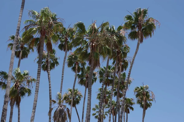 Uzun California Hayran Palmiyeleri Açık Mavi Güneşli Gökyüzünün Altında — Stok fotoğraf
