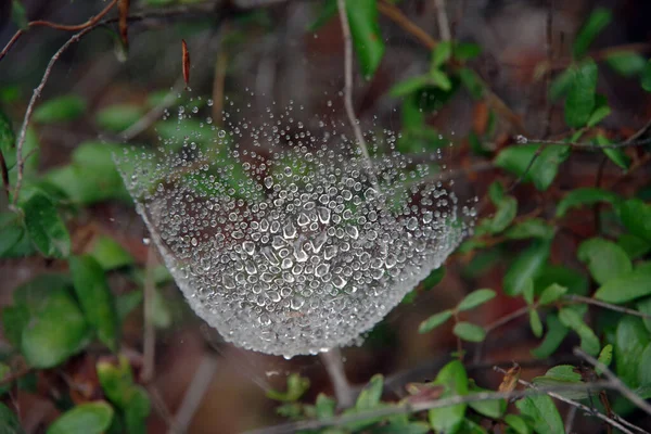 Close View Water Drops Caught Spider Web Morning Rain — Stock Photo, Image