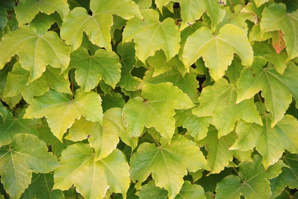 Wijnbladeren Een Wijngaard Tijdens Zomerhitte — Stockfoto