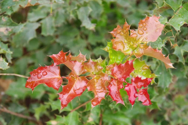 赤いヒイラギの葉の上の雨滴のクローズアップ選択的な焦点ビュー — ストック写真
