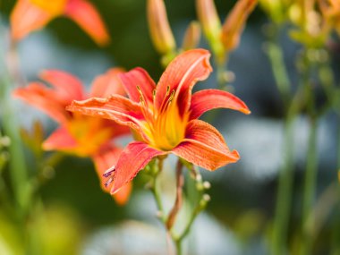 Parktaki kırmızı turuncu zambaklar. Arka plan bulanık. Yakın plan.