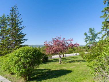 Şehir bahçesi. Krasnoyarsk şehrindeki setin üzerindeki ağaçlar. Bahar güneşli gün