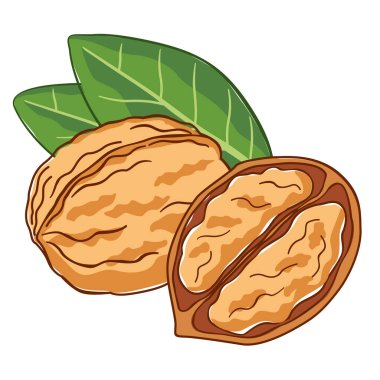 Ceviz çiziyorum. Paketleme için vektör grafikleri. Beyaz arka planda iki fındık ve ceviz yaprağı