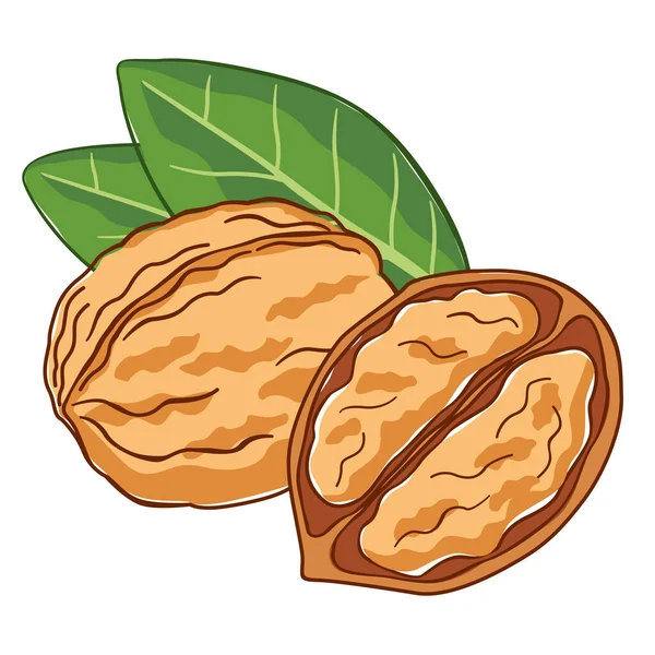 Drawing Walnuts Vector Graphics Packaging Two Nuts Walnut Leaves White — Stock Vector