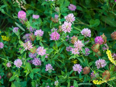 Yonca bir çayırda yeşil çimlerin arkasında yetişir. Yakın plan.