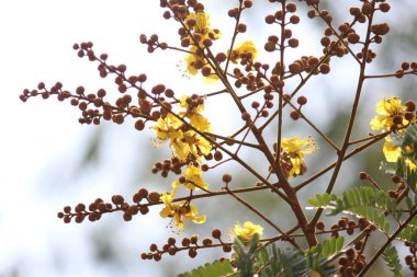 Gökyüzüne karşı açan dallar