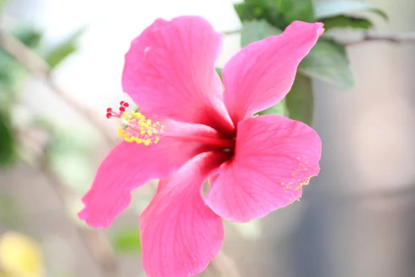 Pembe Çiçek Yaklaş — Stok fotoğraf