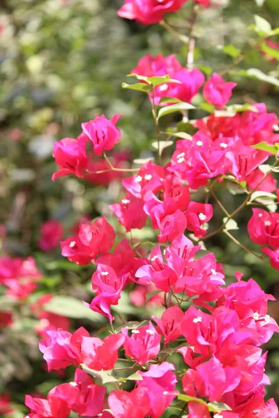 Rama Con Flores Hojas Color Rojo —  Fotos de Stock