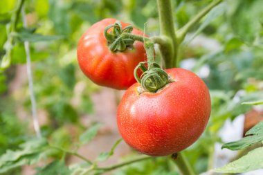 Ev yapımı kırmızı taze domates 