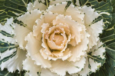 Lahana (brassica oleracea) bitki yaprakları