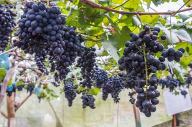 Siyah üzüm çiftlik ile arka plan bulanıklık.