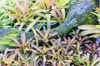 birçok güzel guzmania magnifica 