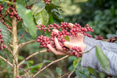 Yerliler ağaçtan kahve topluyordu..