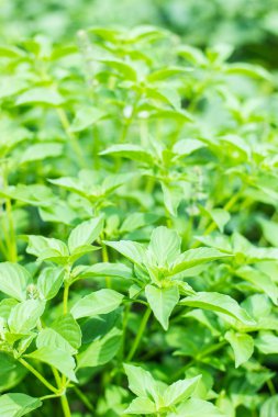 taze fesleğen yaprağı