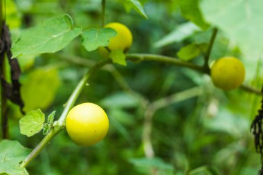 Patlıcan, patlıcan, patlıcan, sarı türleri