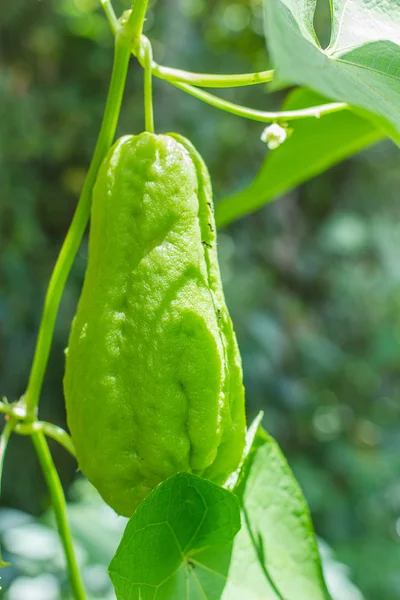 Ağaç izole taze Chayote sebze