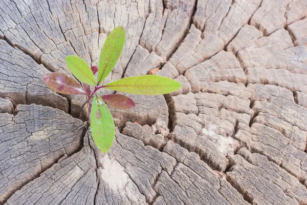 Green sapling growing from old tree stump — Stock Photo, Image