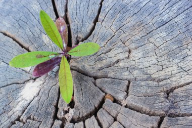 Green sapling growing from old tree stump clipart