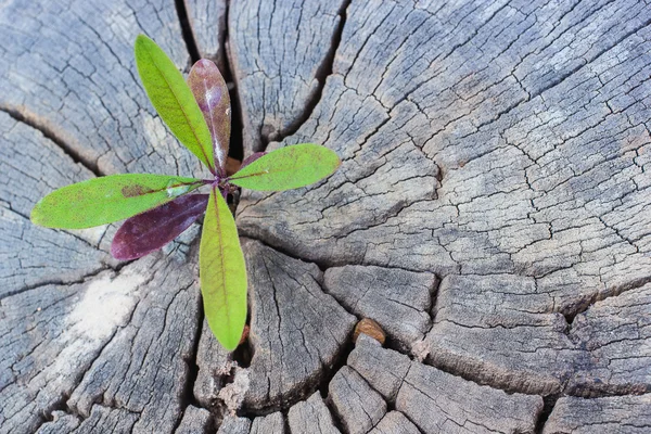 Rebentamento verde crescendo a partir de toco de árvore velha — Fotografia de Stock