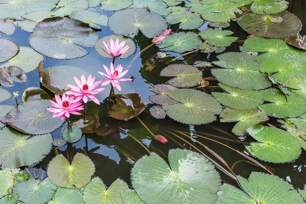 Flores de loto rosa o flores de lirio de agua que florecen en el estanque — Foto de Stock