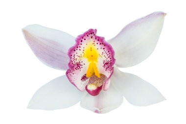 güzel çiçek orkide kapatmak üstünde izole beyaz arka plan