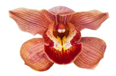 güzel çiçek orkide kapatmak üstünde izole beyaz arka plan