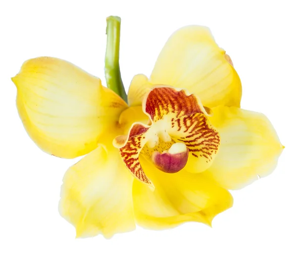 Vacker blomma orkidé närbild isolerade på vit bakgrund — Stockfoto