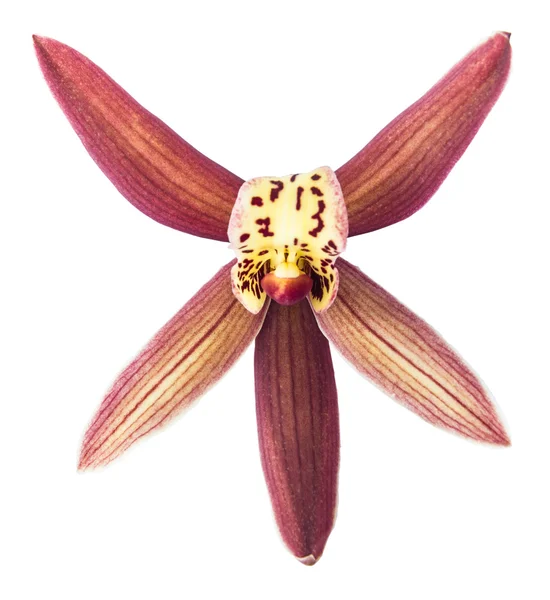 Bellissimo fiore orchidea da vicino isolato su sfondo bianco — Foto Stock