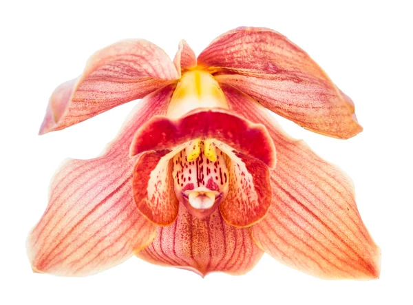 Mooie bloem orchid close-up geïsoleerd op witte achtergrond — Stockfoto