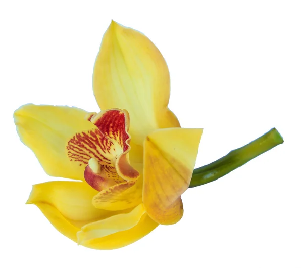 Mooie bloem orchid close-up geïsoleerd op witte achtergrond — Stockfoto