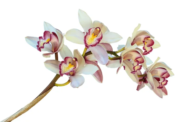 Krásná květina orchidej zblízka izolované na bílém pozadí — Stock fotografie
