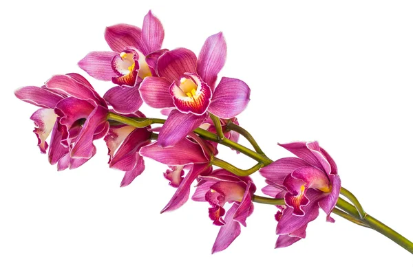 Schöne Blume Orchidee Nahaufnahme isoliert auf weißem Hintergrund — Stockfoto