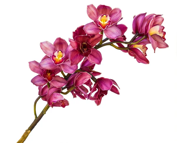 Vacker blomma orkidé närbild isolerade på vit bakgrund — Stockfoto