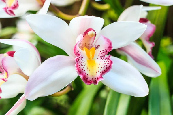 Belle fleur orchidée gros plan dans le jardin — Photo