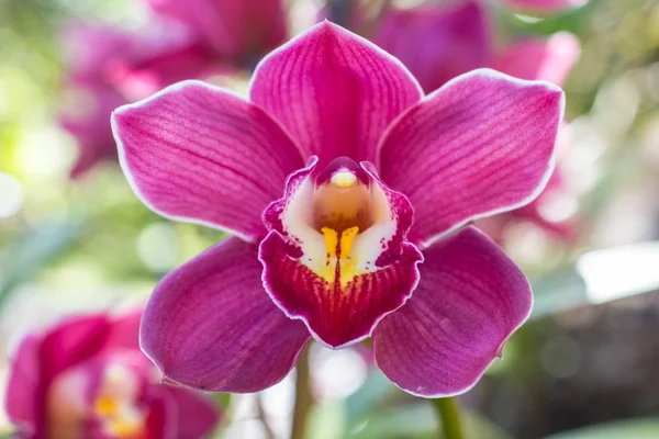 Vacker blomma orkidé på nära håll i trädgården. — Stockfoto