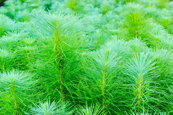 Genç sabah arka plan pines