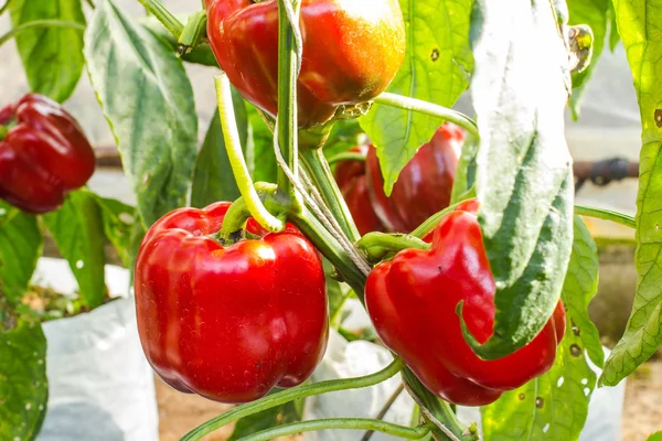 Bahçe içinde tatlı biber