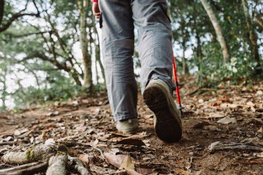 Yürüyüşçülerin ormanda tepeye tırmanması, macera sembolü, azim, doğa yaşam tarzı, yürüyüş aktivitesi, seyahat yolculuğu ve doğa patikasındaki keşifler..