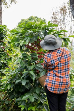 Çiftçi konsepti hasadı el hasadı kahve tohumu robusta arabica üzümü taze yeşil yaprak fasulyesi toplanıyor turuncu ekin sarısı böğürtlen toplanıyor ham bitki ağacı yetiştirme arka planı bulanık organik bahçe