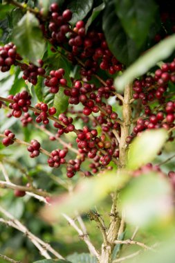 Çiftçi konsepti meyveli kahve tohumu robusta arabica üzümü. Taze yeşil yapraklı fasulye. Turuncu ekin sarı böğürtlen.
