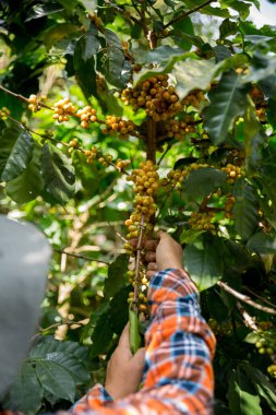 Çiftçi konsepti hasadı el hasadı kahve tohumu robusta arabica üzümü taze yeşil yaprak fasulyesi toplanıyor turuncu ekin sarısı böğürtlen toplanıyor ham bitki ağacı yetiştirme arka planı bulanık organik bahçe