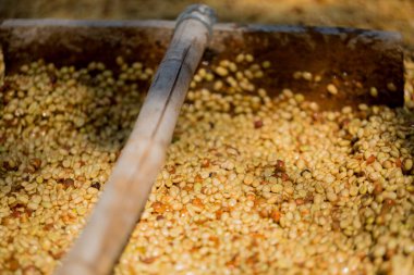 Akıllı çiftçilik teknikleri, kızartma makineleri kahve, güneş ışığı, güneş ışığı, güneş ışığı, tarım, çiftçi kavramını destekliyor.