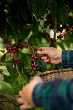 Çiftçi konsepti hasadı el hasadı kahve tohumu robusta arabica üzümü taze yeşil yaprak fasulyesi toplanıyor turuncu ekin sarısı böğürtlen toplanıyor ham bitki ağacı yetiştirme arka planı bulanık organik bahçe