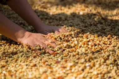 Akıllı çiftçi tekniklerini kapatın kahve makineleri kızartma aletleri kuru güneş ışınları güneş ışığı güneş ışığı taze bahçe tarımı çiftçi kavramı çiftliği arka planını bulanıklaştırıyor