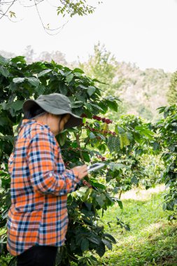 Çiftçi konsepti hasadı el hasadı kahve tohumu robusta arabica üzümü taze yeşil yaprak fasulyesi toplanıyor turuncu ekin sarısı böğürtlen toplanıyor ham bitki ağacı yetiştirme arka planı bulanık organik bahçe