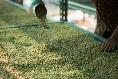 Akıllı çiftçi tekniklerini kapatın kahve makineleri kızartma aletleri kuru güneş ışınları güneş ışığı güneş ışığı taze bahçe tarımı çiftçi kavramı çiftliği arka planını bulanıklaştırıyor