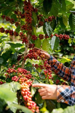 Çiftçi konsepti hasadı el hasadı kahve tohumu robusta arabica üzümü taze yeşil yaprak fasulyesi toplanıyor turuncu ekin sarısı böğürtlen toplanıyor ham bitki ağacı yetiştirme arka planı bulanık organik bahçe