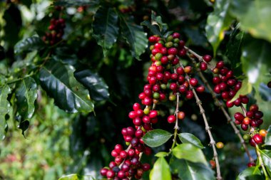 Çiftçi konsepti olgunlaşmış kahve tohumu robusta arabica üzümü. Taze yeşil yapraklı fasulye. Turuncu ekin sarı böğürtlen.